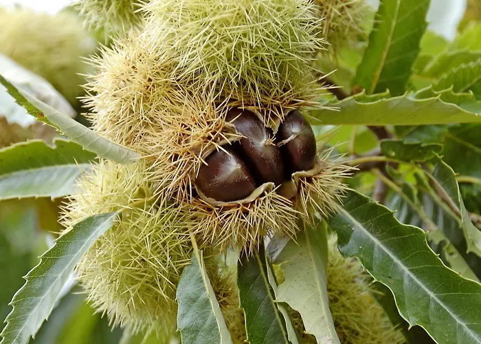 Le meilleur hôtel à Florac, France